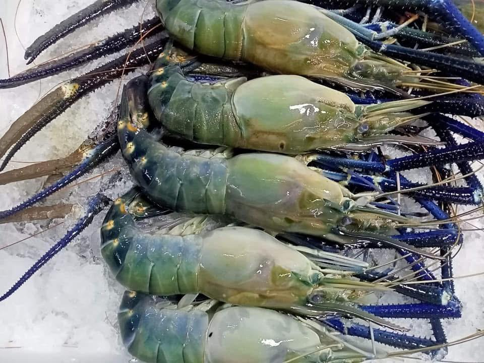 Prawns & Shrimps
